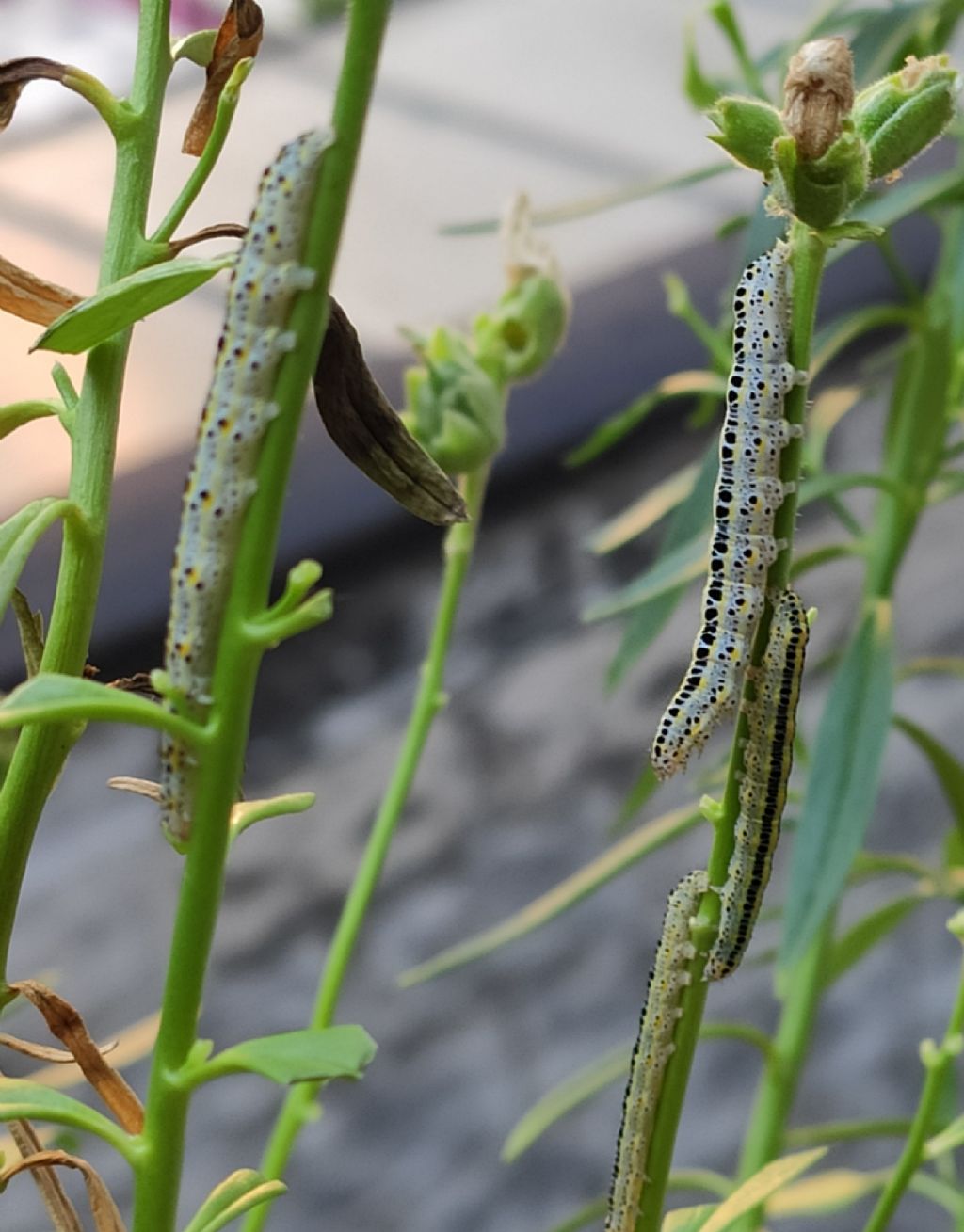 Calophasia (su bocca di leone)
